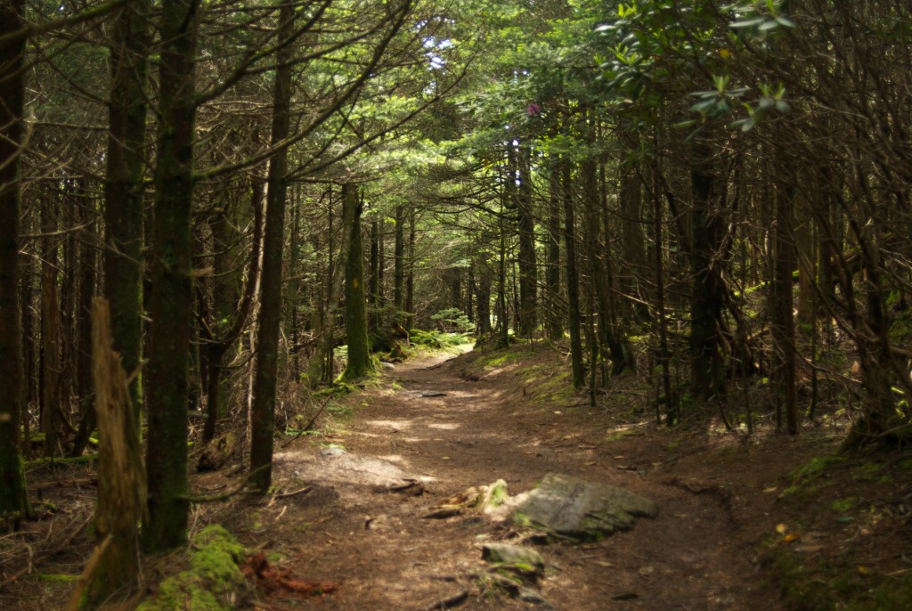 Roan Mountain pathway